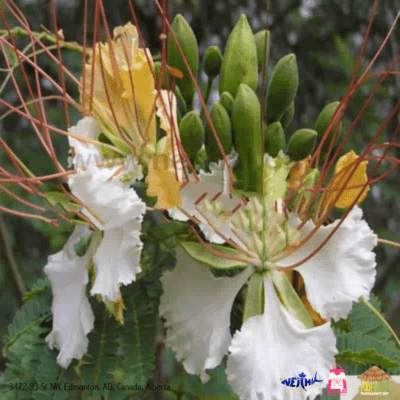 White Gulmohar (Vathanarayanan)