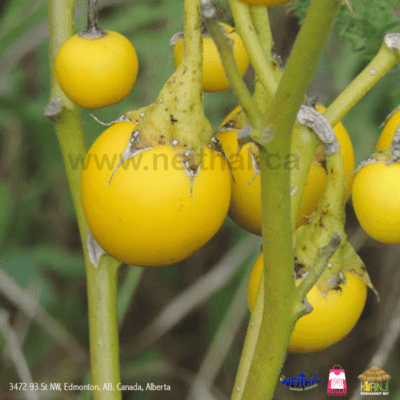 Yellow Fruit Nightshade (Kandangkathari)